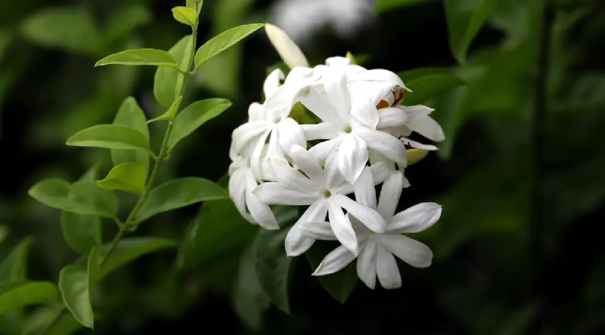Flori de iasomie stelată înflorite pe un fundal de frunze verzi.