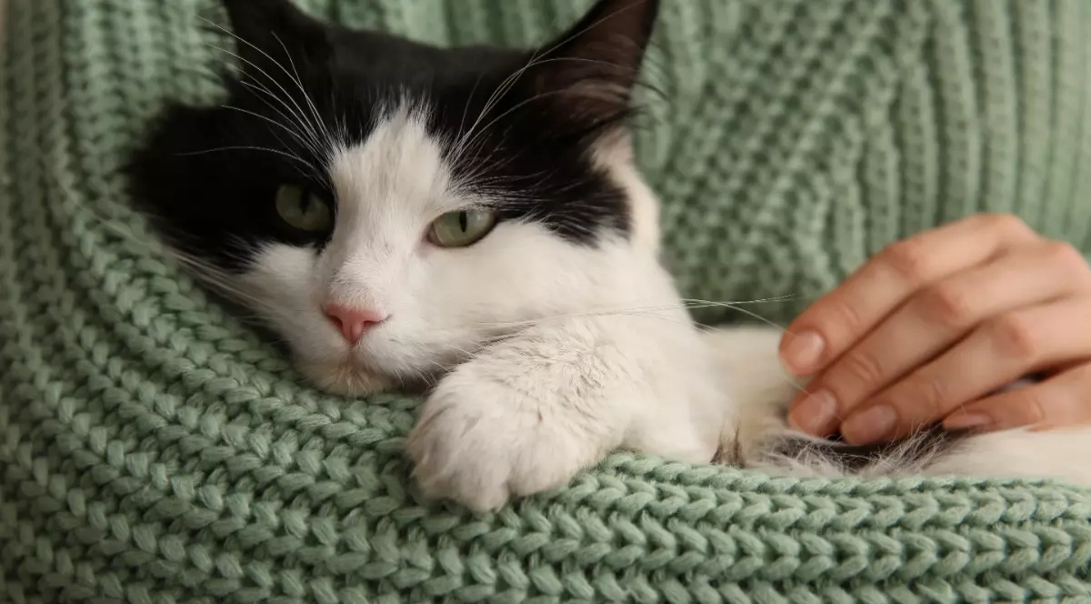 O pisică alb cu negru care stă în brațele unei femei care poartă un pulover verde.
