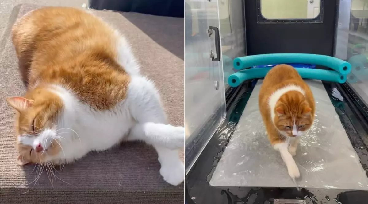 Colaj din două imagini alăturate cu motanul portocaliu și alb Mr. Kitty. În stânga, pisica foarte grasă stă întinsă relaxată pe podea, cu burta mare vizibilă. În dreapta, același motan merge pe o bandă de alergare cu apă, într-un aparat transparent, în timpul antrenamentului de slăbire.