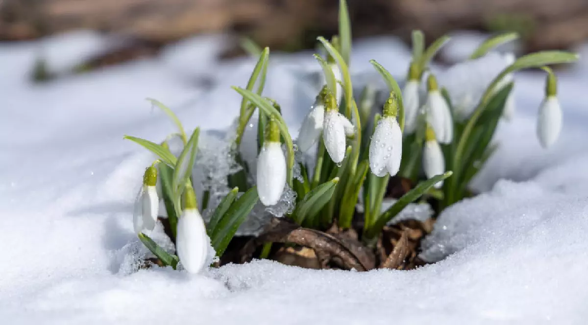 Fotografie cu ghiocei albi care răsar din pământul acoperit cu zăpadă proaspătă, pe un fundal iernatic estompat.