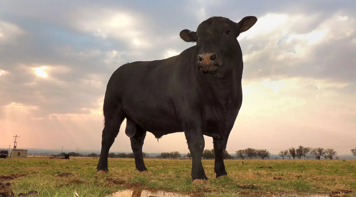 taur negru din rasa Angus, pe un câmp gol, cu cerul înnorat deasupra