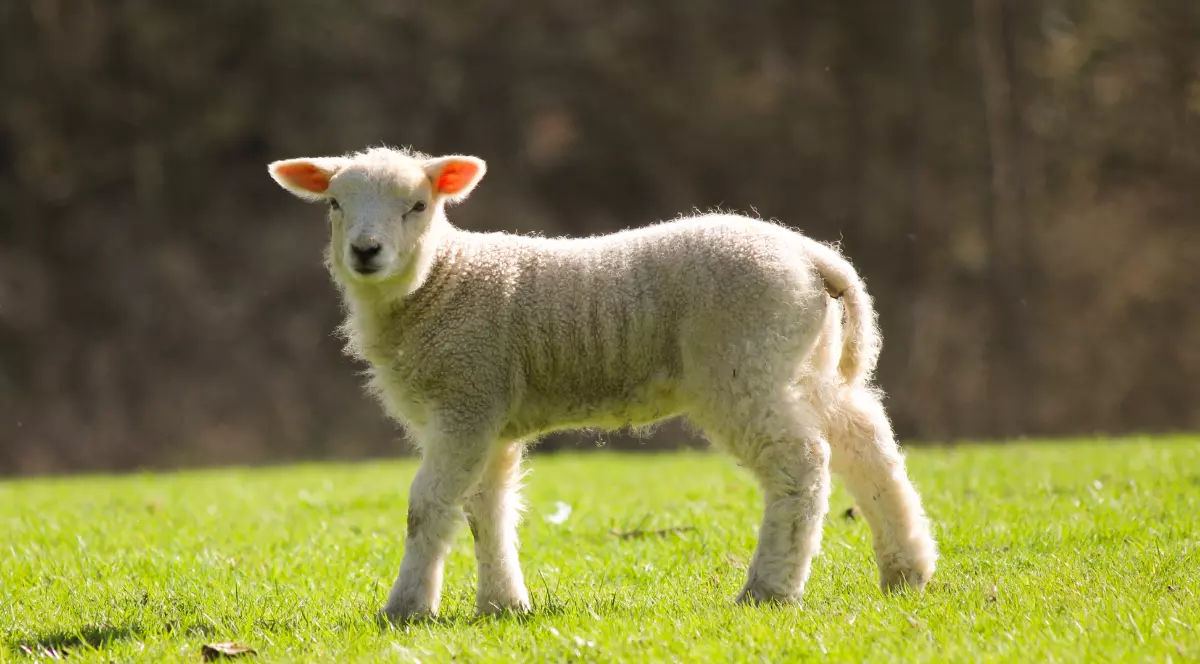 Un miel micuț pe iarna verde dintr-o grădina