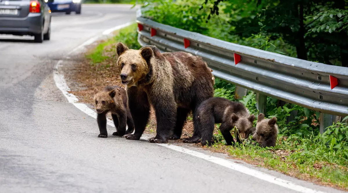 O ursoaică și puii ei, pe marginea unei șosele din Romania