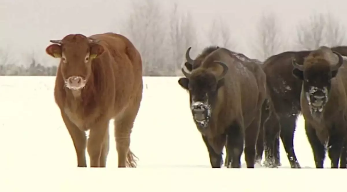 O vaca maro alaturi de p turma de zimbri, Polonia, este iarna si zapada