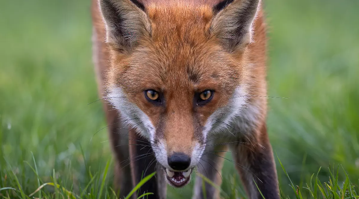 O vulpe roșie în timp ce merge prin iarbă și se uită direct la camera foto