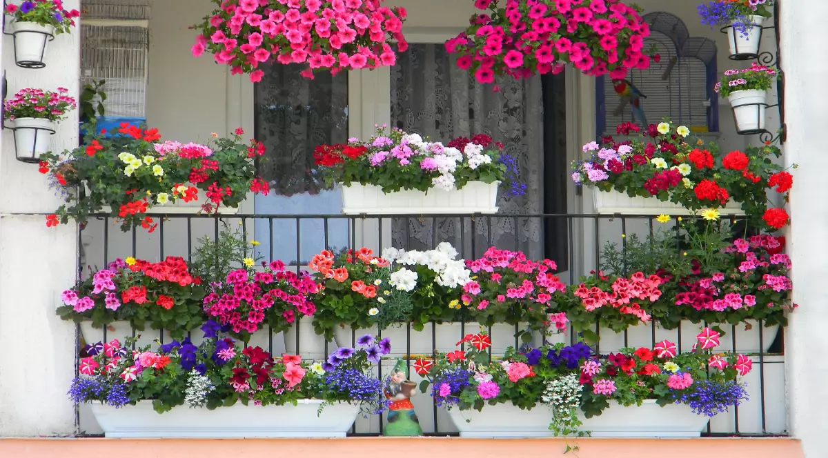 Balconul este decorat abundent cu flori colorate, dispuse în jardiniere și ghivece suspendate, creând un efect vizual vibrant și plin de viață. Combinația de nuanțe intense de roz, roșu, alb și mov transformă spațiul într-o adevărată oază florală.
