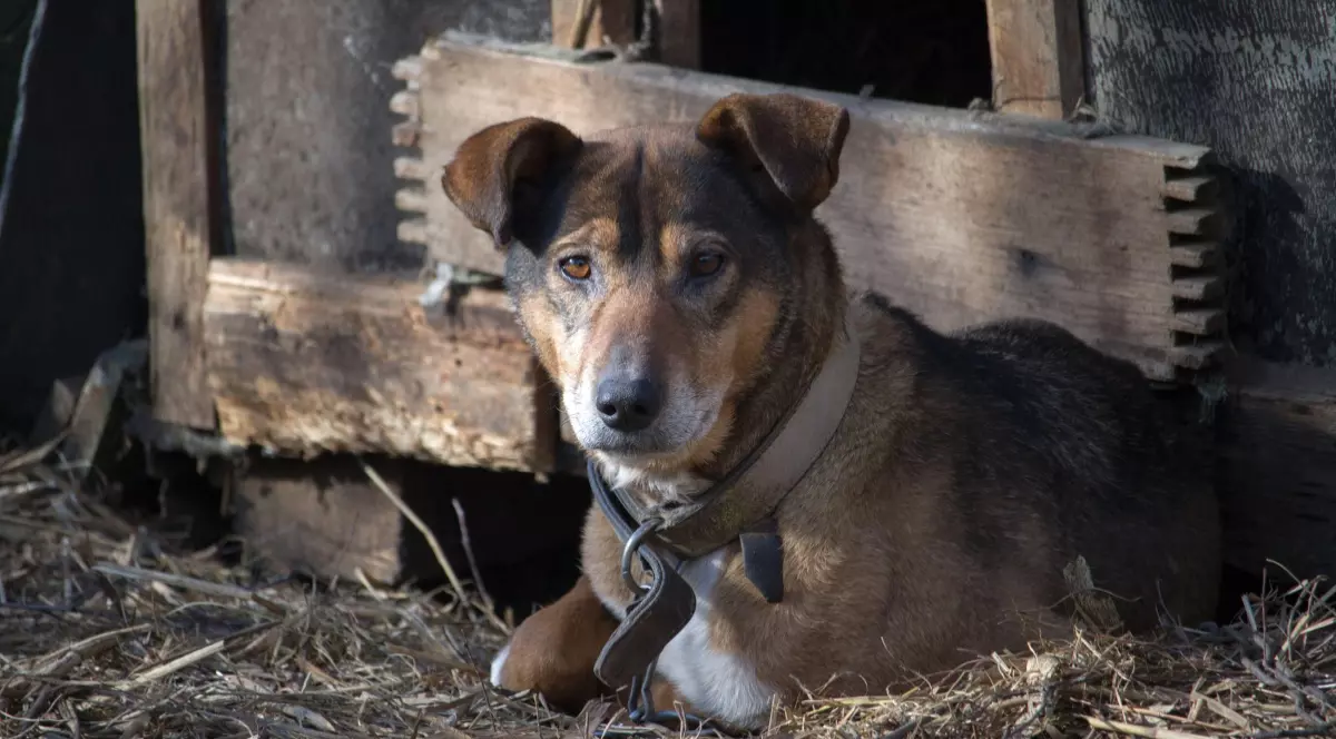 Un câine de talie mică ținut în lanț