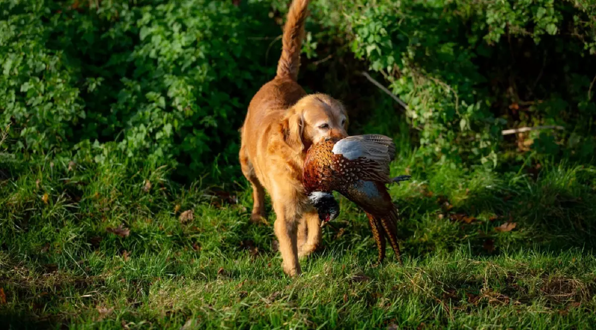 Ce înseamnă expresia „câine surd la vânătoare” și de unde vine - Imagine cu un câine golden retriever care are in gurăun fazan
