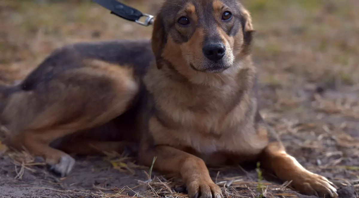 Imaginea prezintă un câine de talie mică, culcat pe pământ, ținut în lesă și privind direct spre cameră. Expresia sa este calmă, dar ușor tristă, sugerând vulnerabilitate și sensibilitate.