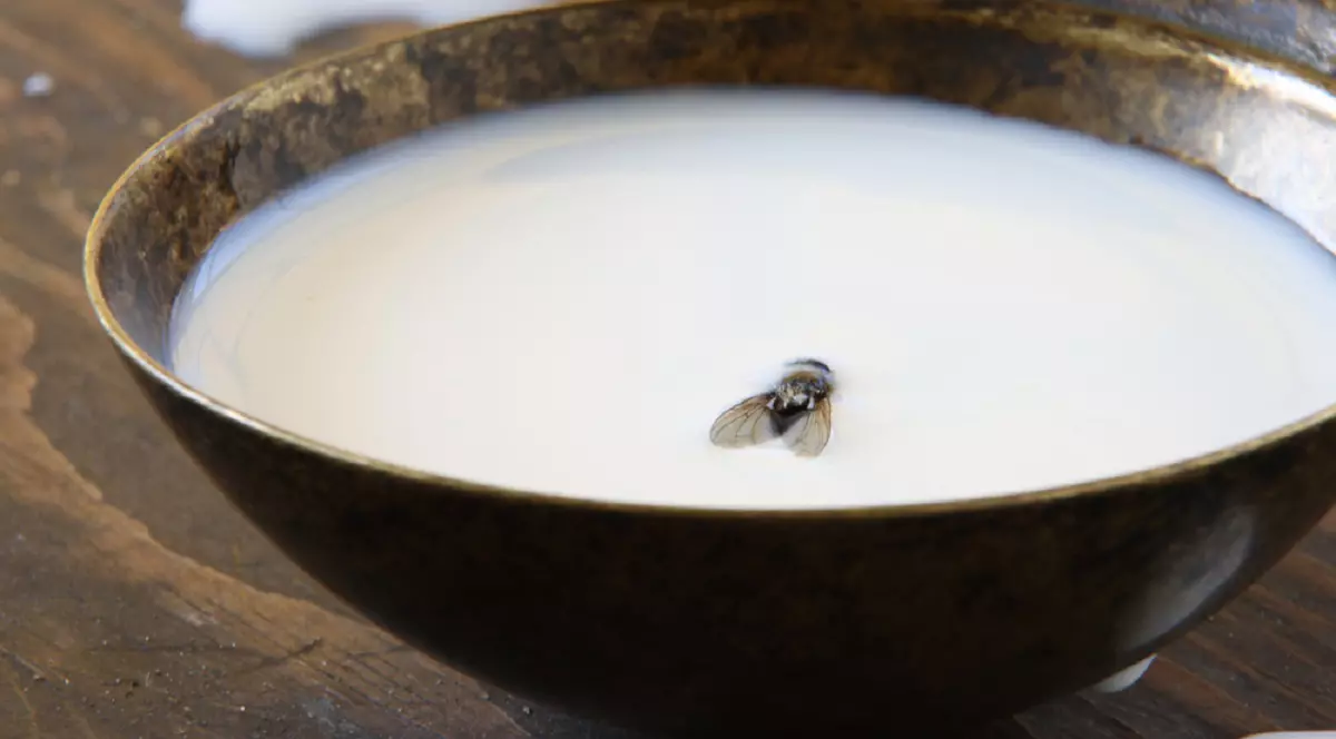 Ce înseamnă expresia „a picat ca musca-n lapte” și de unde vine - Imagine cu un castron cu lapte in care a picat o musca