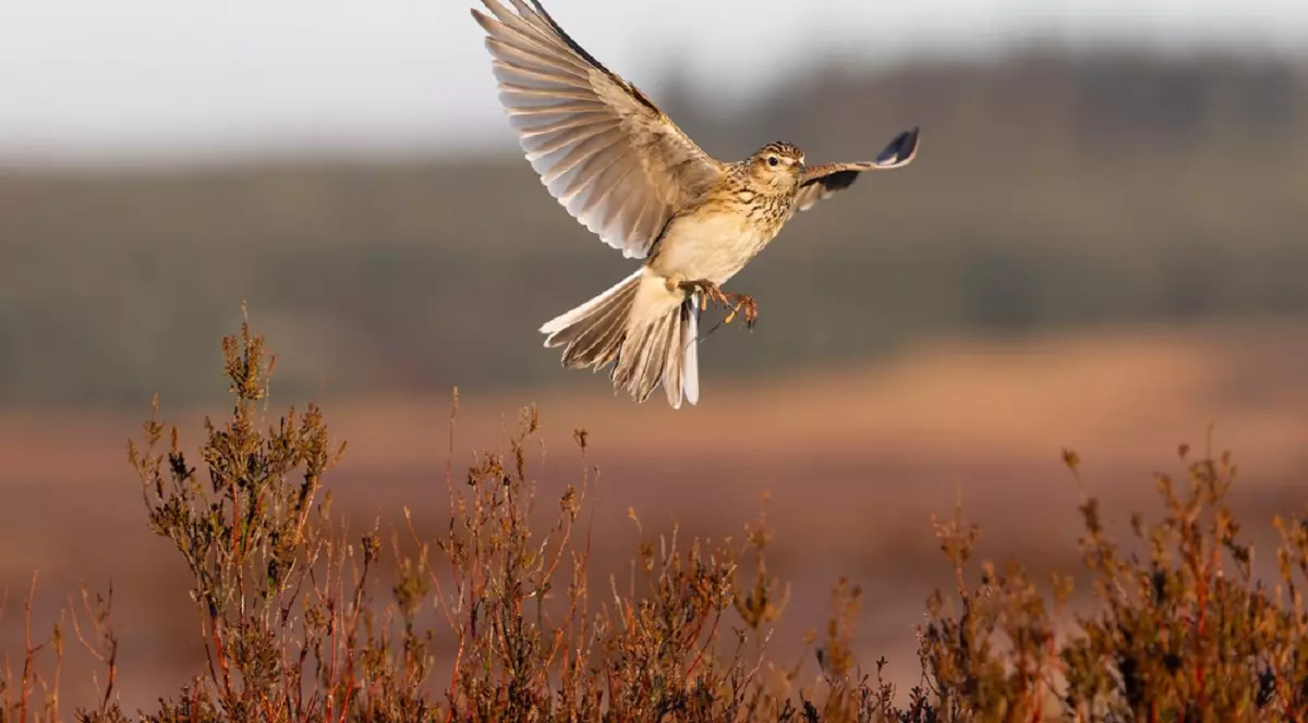Ciocârlia – 20 de curiozități și alte lucruri uimitoare despre această pasăre - Imagine cu o ciocârlie in zbor