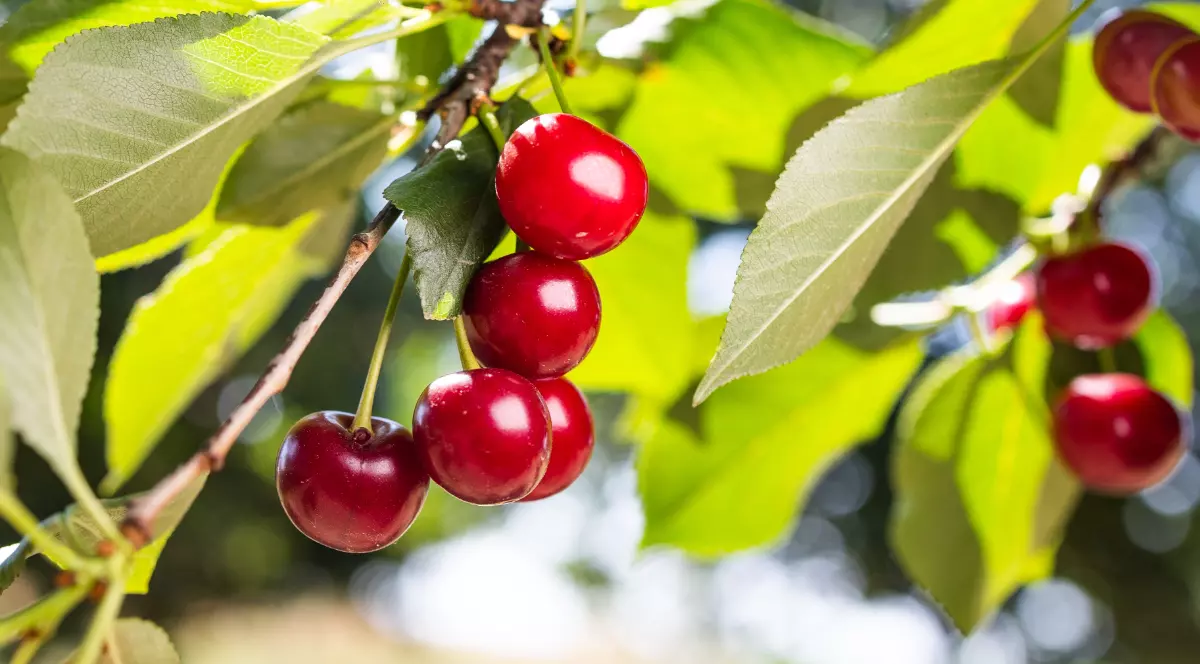 Cireșe roșii, coapte, atârnă în ciorchini pe o ramură, printre frunze verzi luminate de soare. Imaginea surprinde începutul sezonului și promite o recoltă bogată și apetisantă.