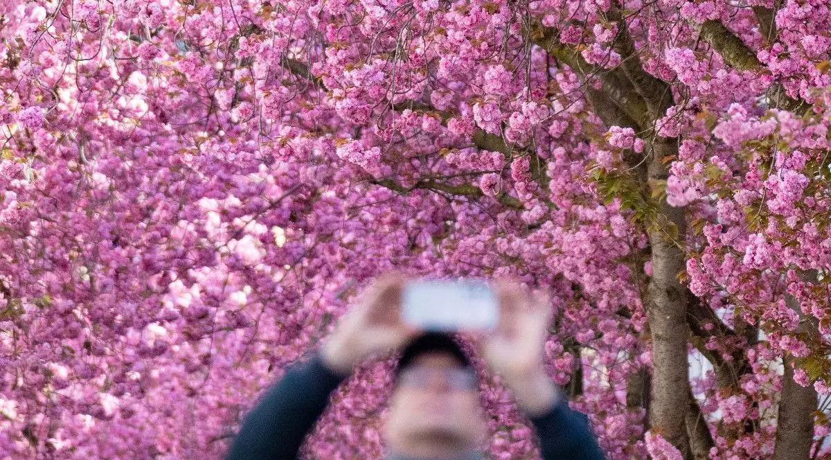 Faimoșii cireși din Bonn sunt în plină floare. Imagine cu caracter ilustrativ. Foto North Foto