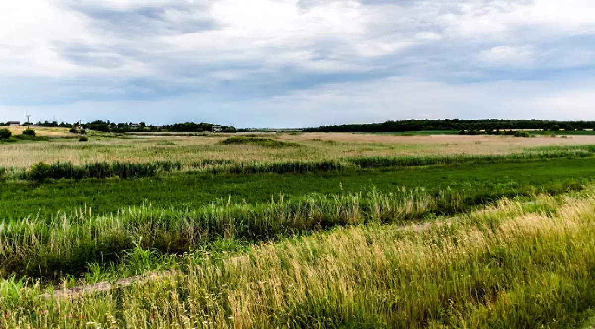 Imaginea prezintă o vedere panoramică asupra unei câmpii întinse, cu vegetație diversă formată din ierburi înalte și stufăriș, sub un cer acoperit de nori denși.