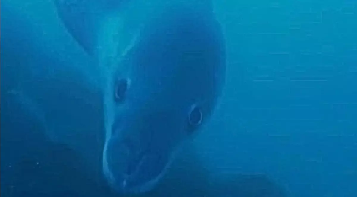 Un leopard de mare de 4 metri, filmat de exploratorii polari din Antarctica: „Când un gigant se uită la tine de la o lungime de braț, ai furnicături pe spate” | VIDEO