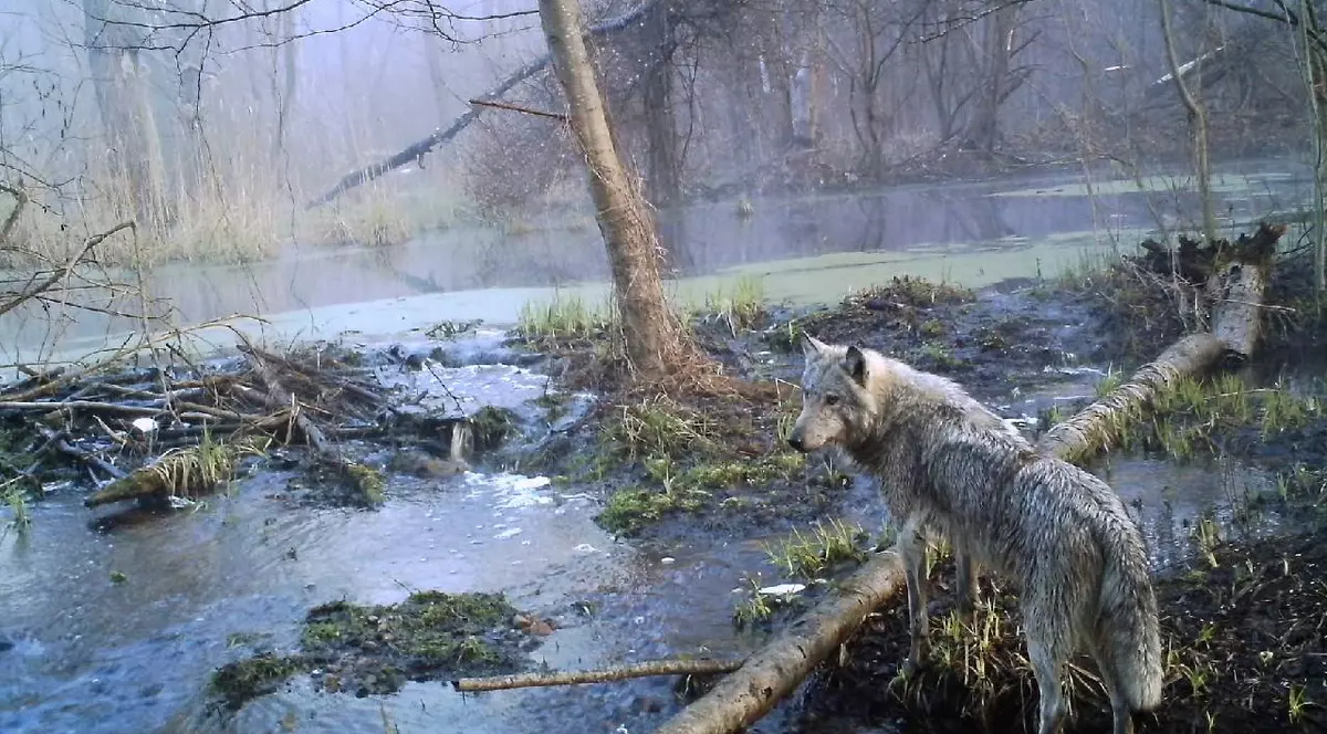 După 40 de ani de la dezatru, în pădurile de lângă Cernobîl s-au întors animale care erau aproape de dispariție