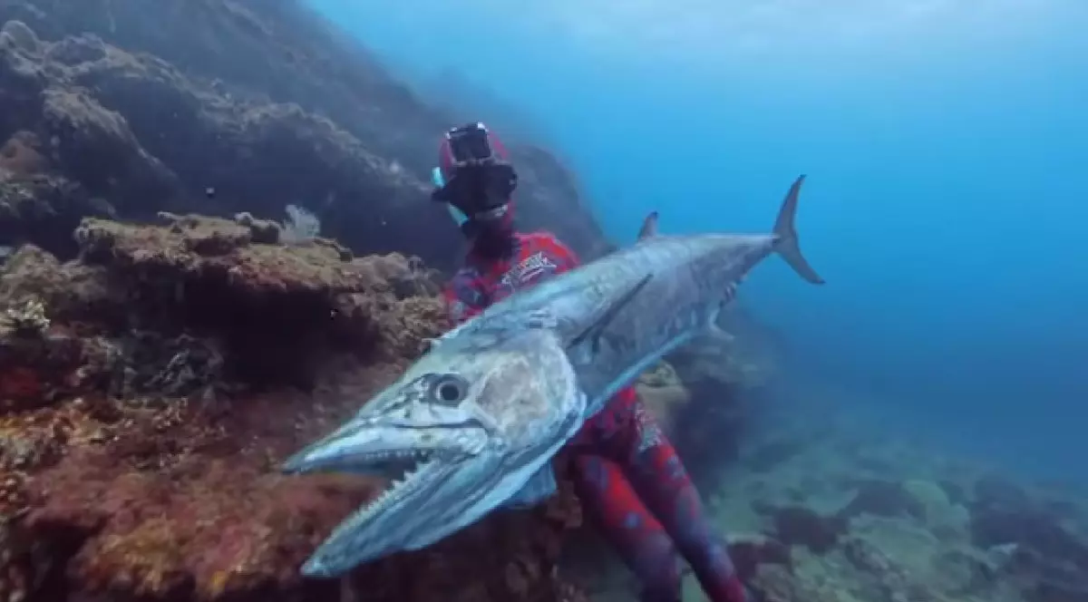 Un macrou de 25 de kilograme a sărit din apă și a omorât un pescar, în Australia: „Locul și momentul nepotrivite”