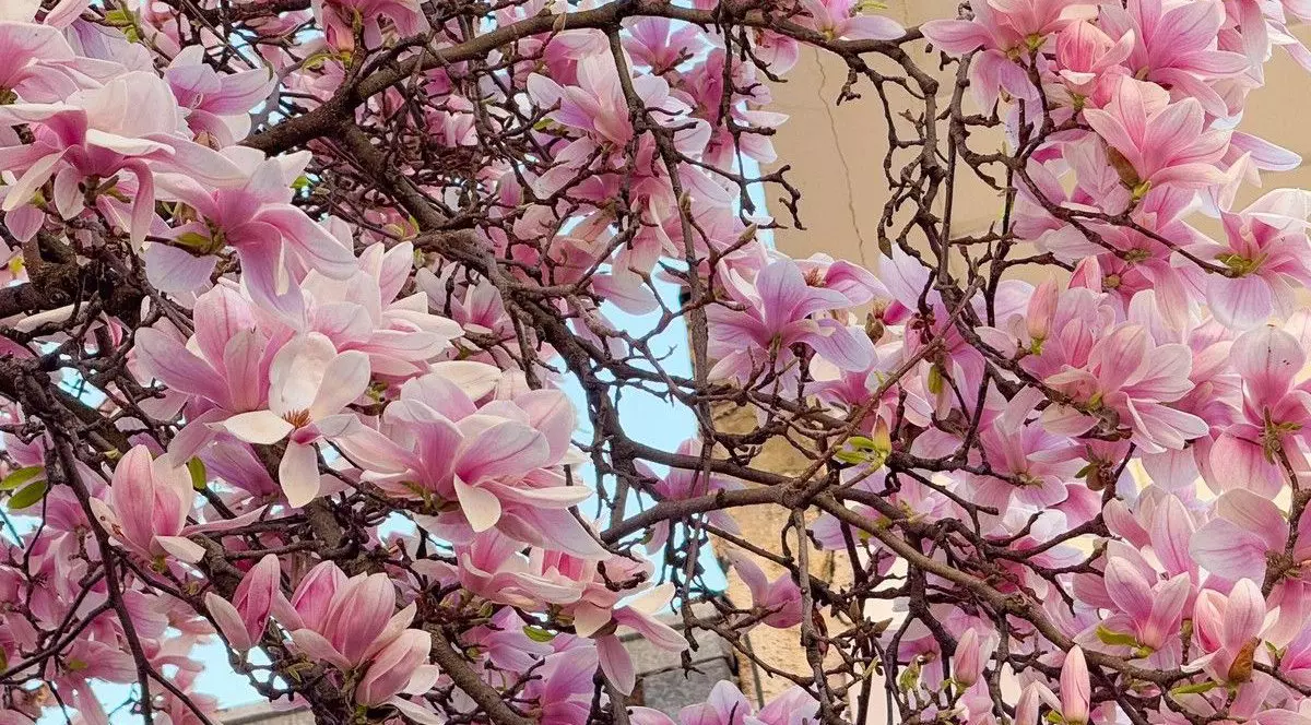 Magnolie în plină floare lângă o clădire rezidențială sub un cer senin.