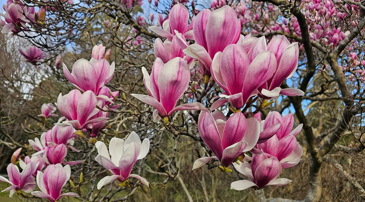 Magnolie înflorită