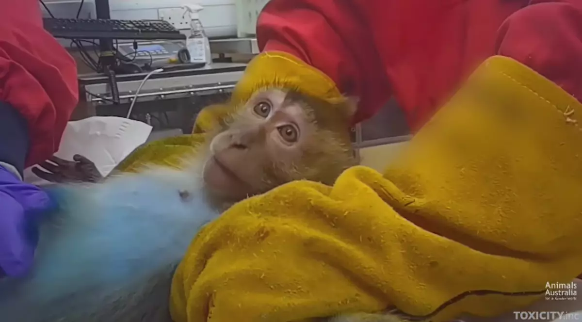 O maimuță este imobilizată într-un laborator, în timp ce persoane echipate cu mănuși de protecție o manipulează pentru proceduri medicale. Animalul este acoperit parțial cu o pătură și privește direct spre cameră, într-un cadru care sugerează un experiment.