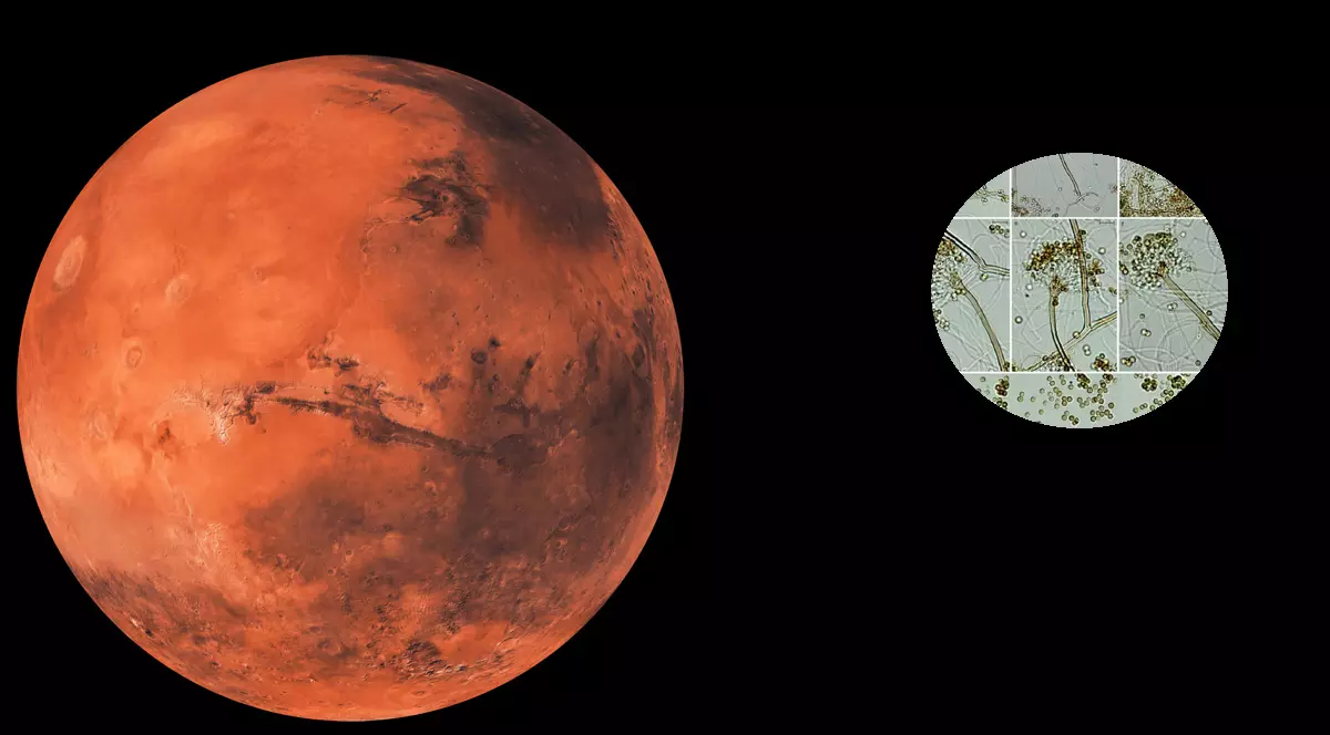 Colaj realizat din 2 fotografii: una cu planeta Marte în spatiu și un medalion cu ciuperca Aspergillus calidoustus.