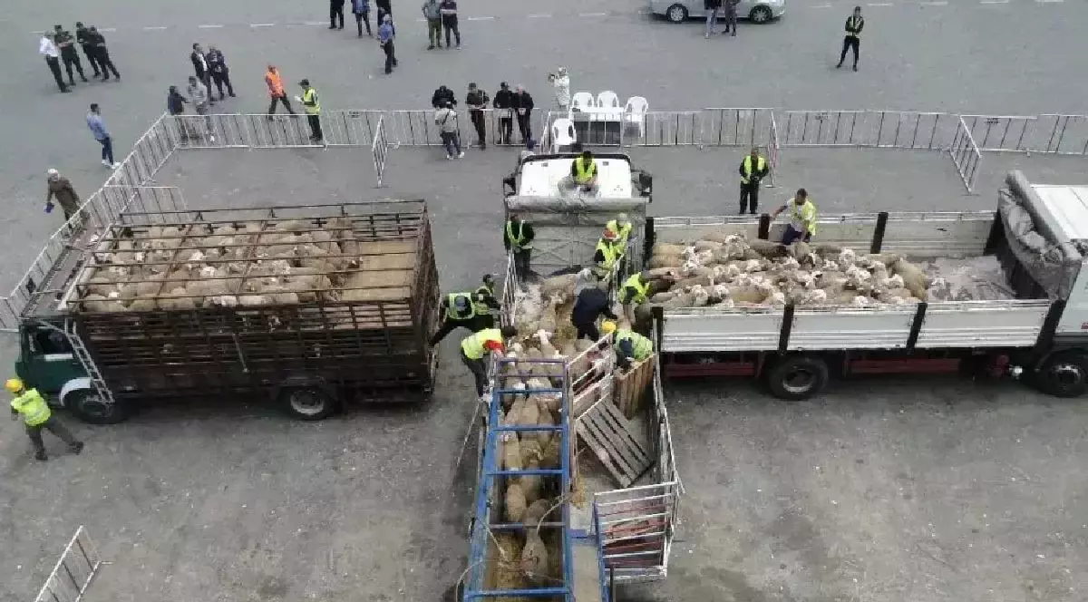 Mai multe oi sunt pe un cheu dintr-un port, în țarcuri