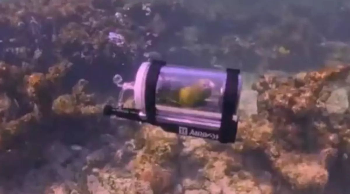 papagal verde într-un submarin transparent din plastic, în apă