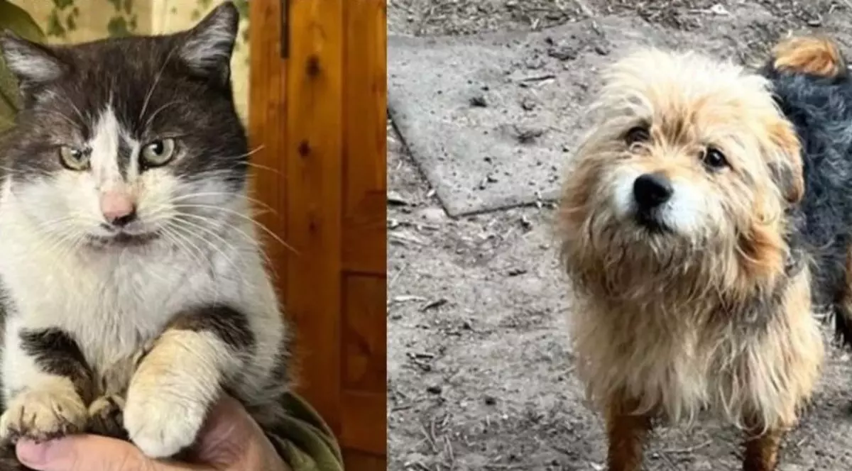 Pisica pe nume Barsik și câinele Zaghibluk, salvate cu o dronă de pe front.