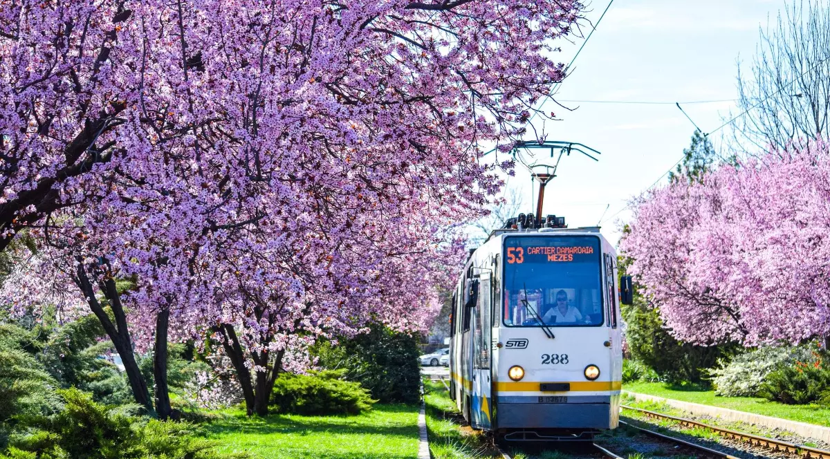 Imaginea prezintă un tramvai surprins în mers într-un decor urban, cu elemente de primăvară, precum flori de cireș în prim-plan. Atmosfera sugerează o zi liniștită în București, în contextul programului special de transport din perioada Paștelui.
