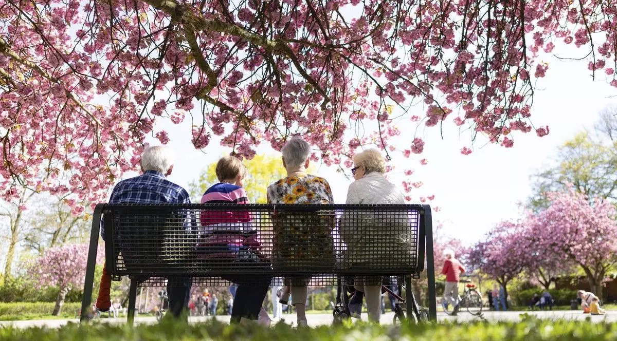 Pensionari pe o bancă în parc, sub un copac cu flori roz.