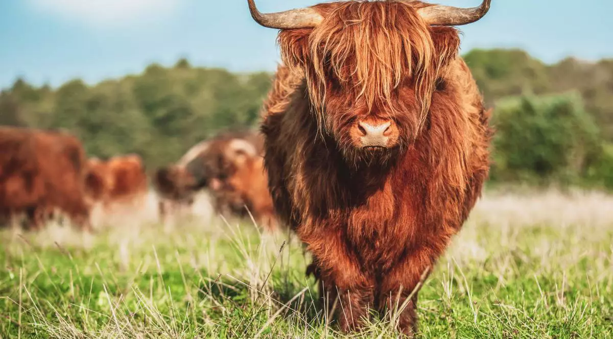 vaci Highland pe o pasune in Marea Britanie