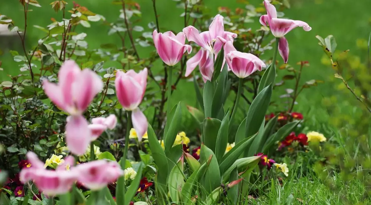 O grădină cu lalele roz, panseluțe roșii și alte flori galbene, iar în jurul lor este iarbă verde, în parcuș Cișmigiu, București, 23 aprilie 2026