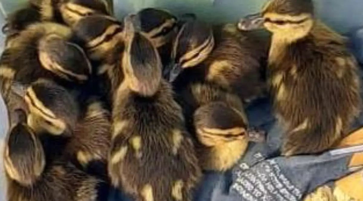 Zece boboci de rață sălbatică, salvați în București, în timp ce rătăceau singuri printre mașini. Foto Facebook Poliția Locală