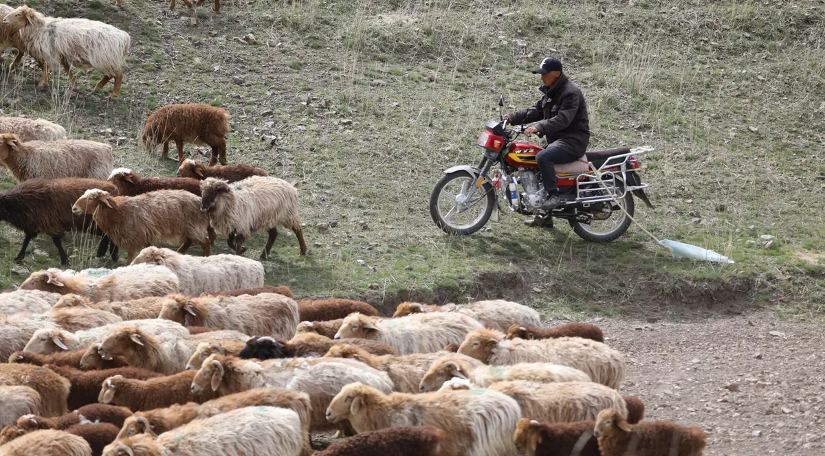Bole, provincia chineză Xinjiang - un cioban pe motocicletă mână o turmă de oi. Imagine cu caracter ilustrativ Foto: Hepta