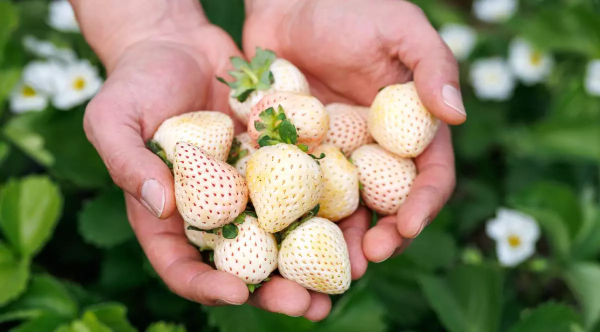 Un bărbat ține în mâini capsune japoneze albe - roz, pineberries, deasupra unuei culturi de capșuni