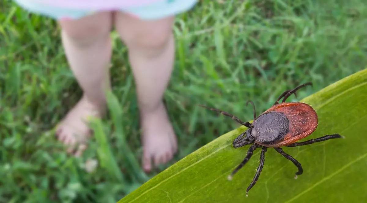 Picioarele goale ale unui copil în iarbă. Muscatura de capuse
