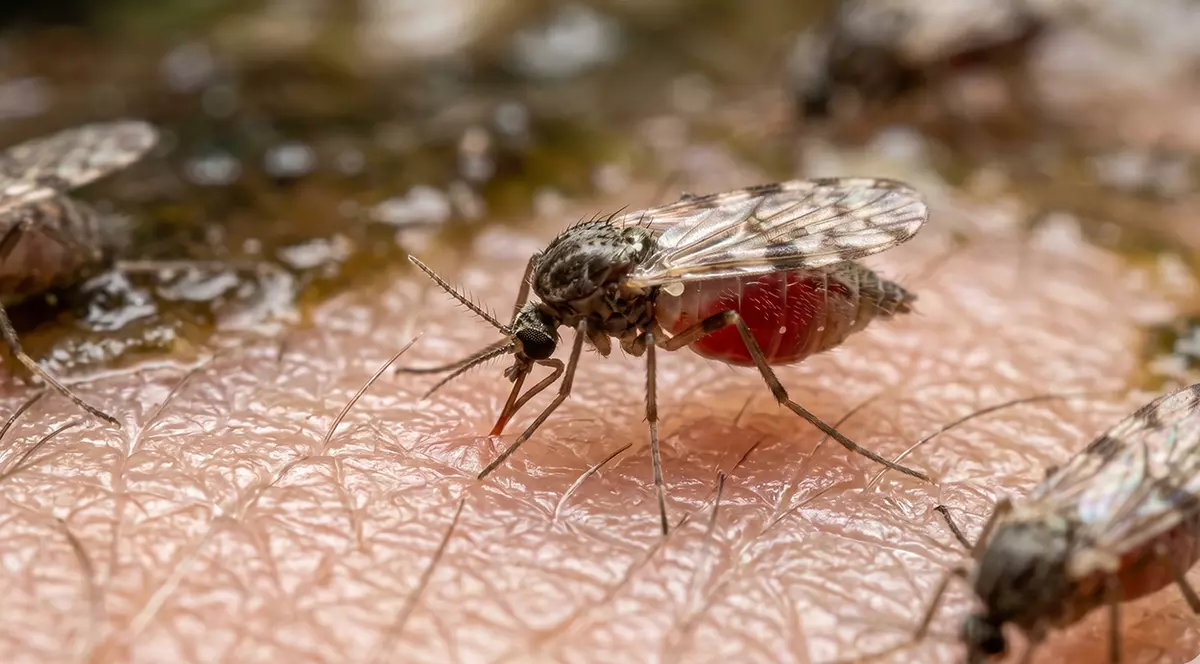 O insectă Culicoides pe pielea unei persoane.