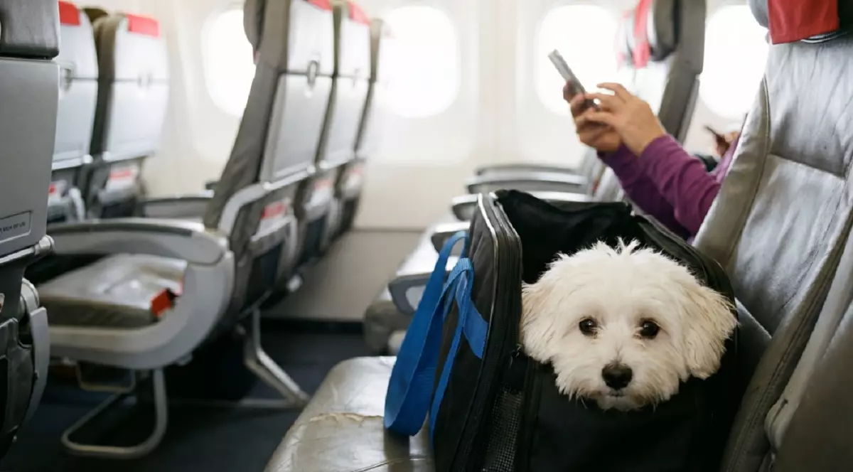 Cum călătoreşti cu animalul de companie în avion - Un cățel alb, de talie mică, stă într-o geantă pe un scaun în avion
