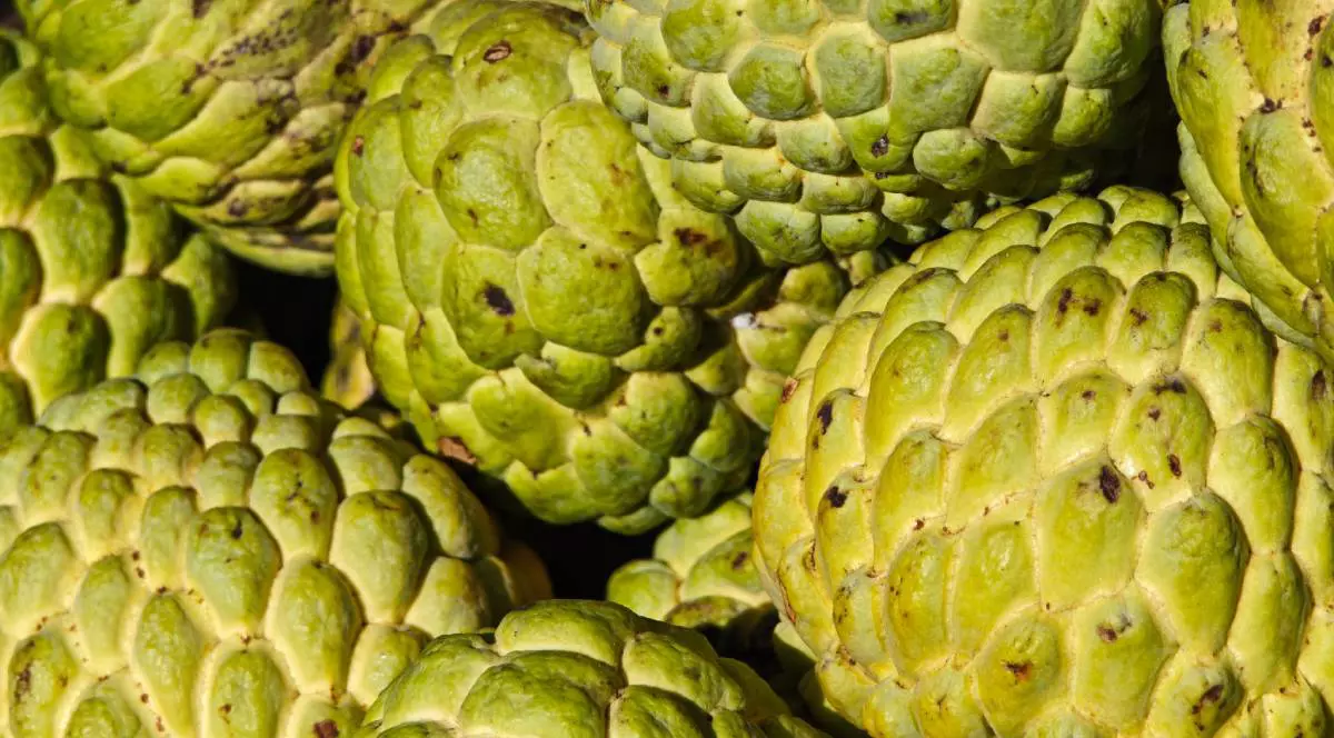 Mere de zahăr sau mere cremă, custard apple