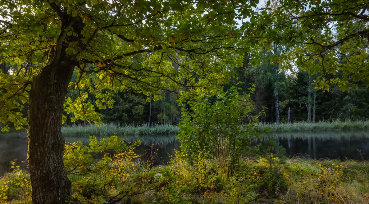 Un lac înconjurat de vegetație, de iarbă înaltă și mesteceni