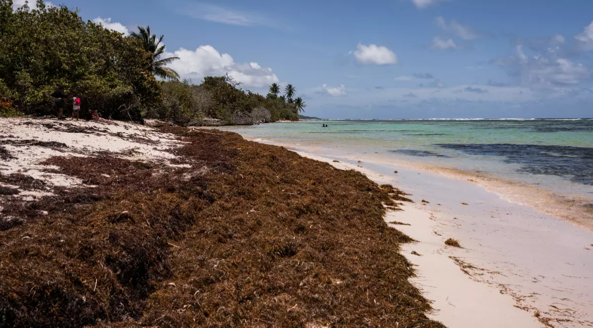 Alge sargase pe insula franceză Guadelupa din Caraibe.