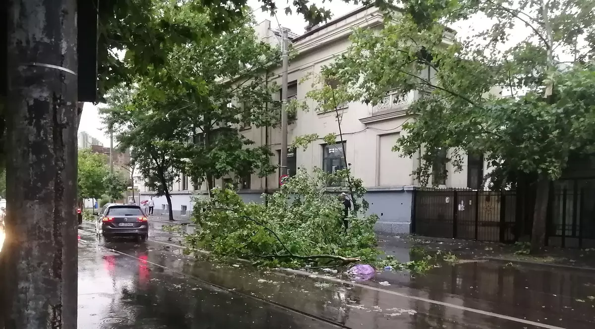 Copac căzut pe Blvd Mărășești în București