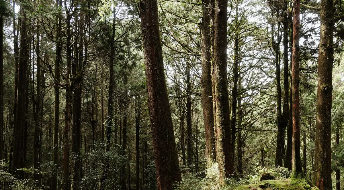 Copaci văzuți într-o pădure din Taiwan