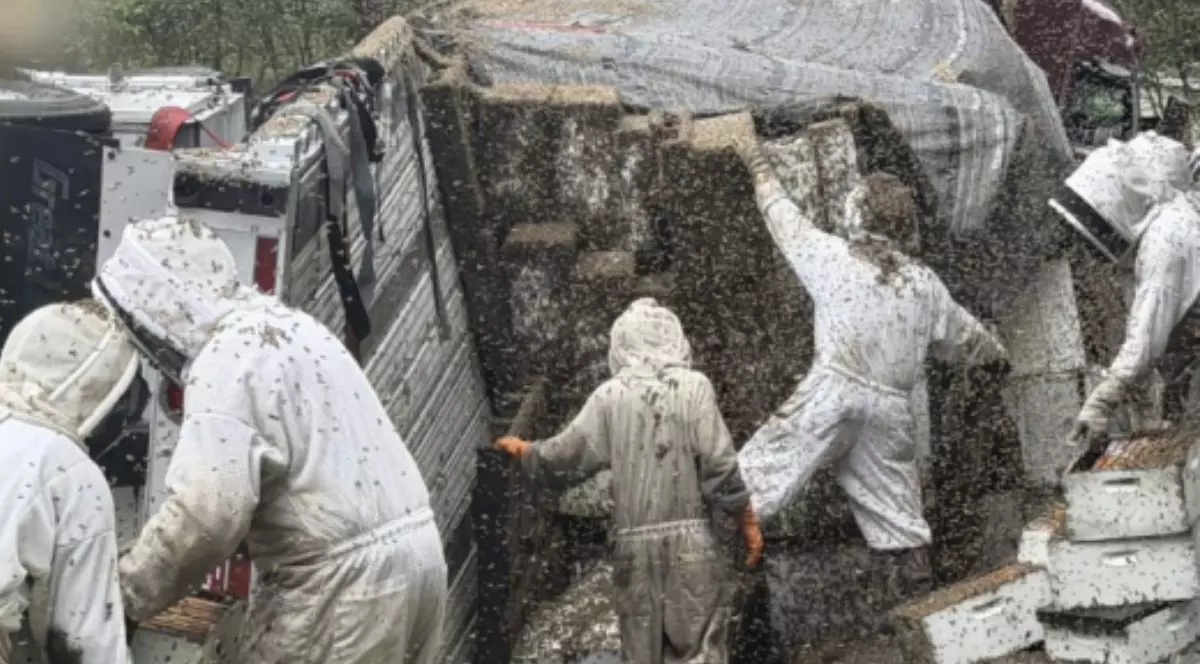 Două milioane de albine au evadat în Texas după ce un camion plin cu stupi s-a răsturnat. Foto: Facebook / Queen Bee Supply.