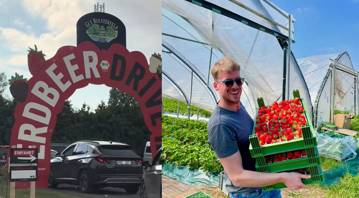 Coada de masini la un drive-in ferma de capsuni din Germania// Un tanar cu tricou albastru si ochelari de saore la ochi cu o ladita verde de capsuni in fata unui solar