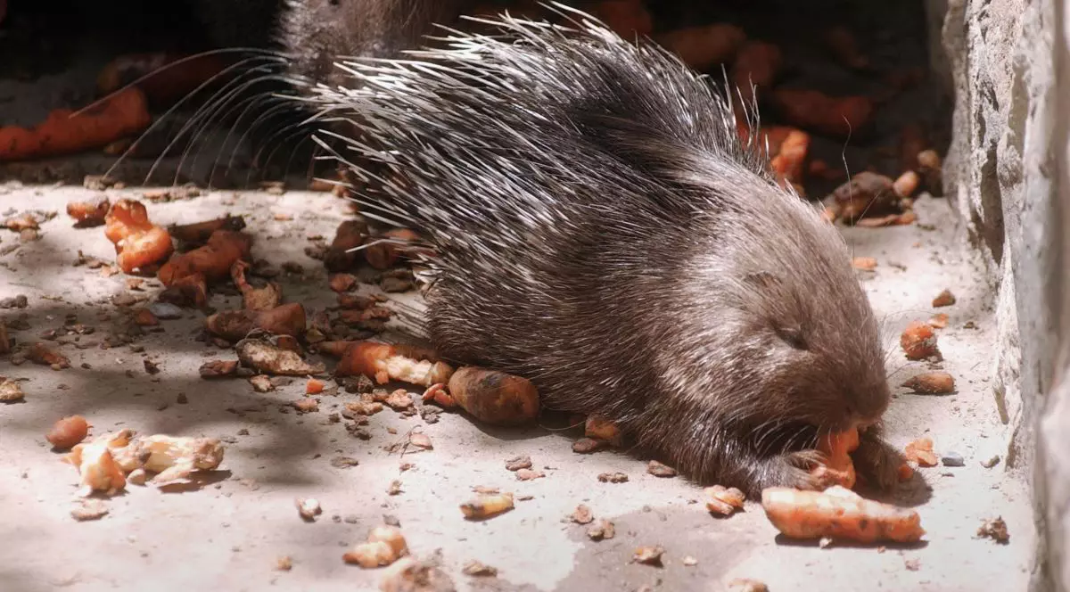Un porc spinos mănâncă morcovi la Grădina Zoologică din Kabul, pe 5 mai 2003, în Kabul, Afganistan