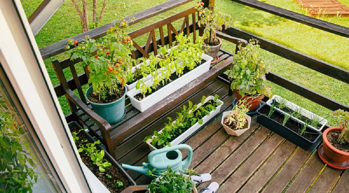 Legumele care cresc perfect în ghiveci pe balcon