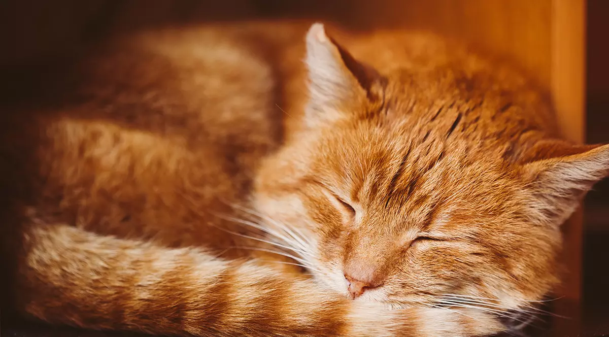 O pisică roșcată doarme ghemuită.