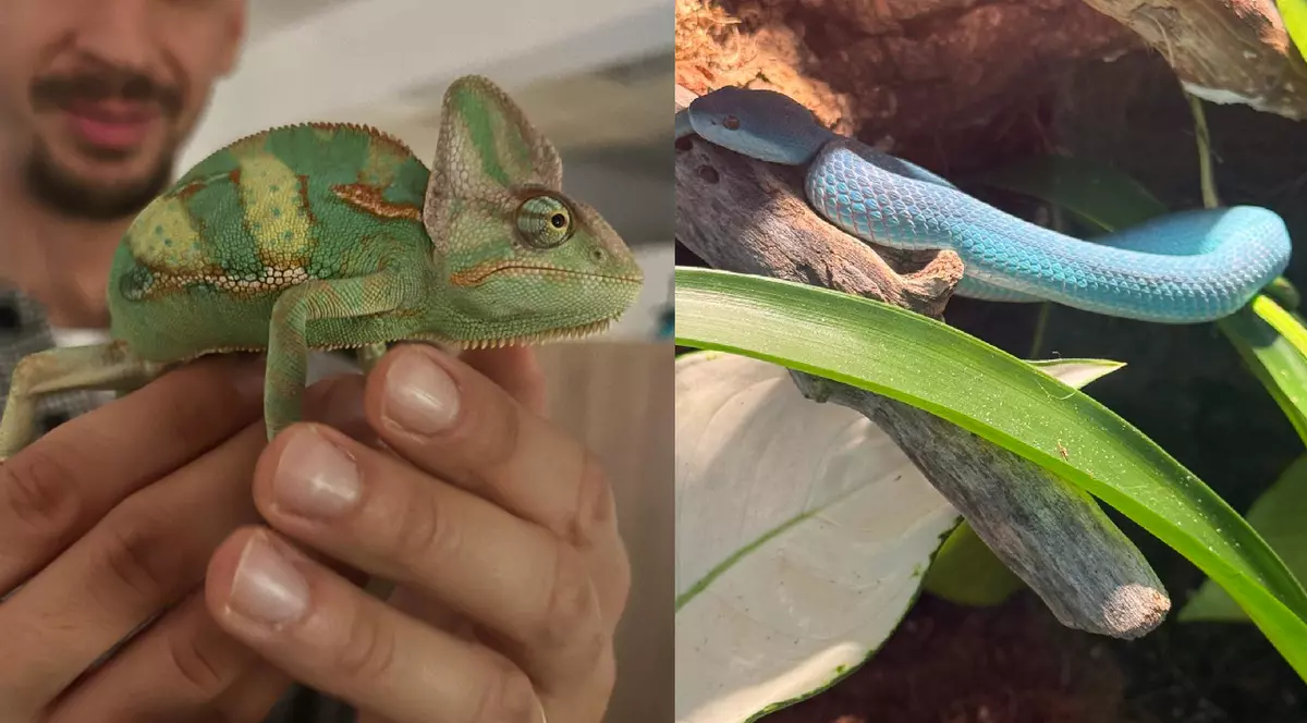 Un bărbat ține în mână un cameleon verde// sarpele albastru într-un terariu