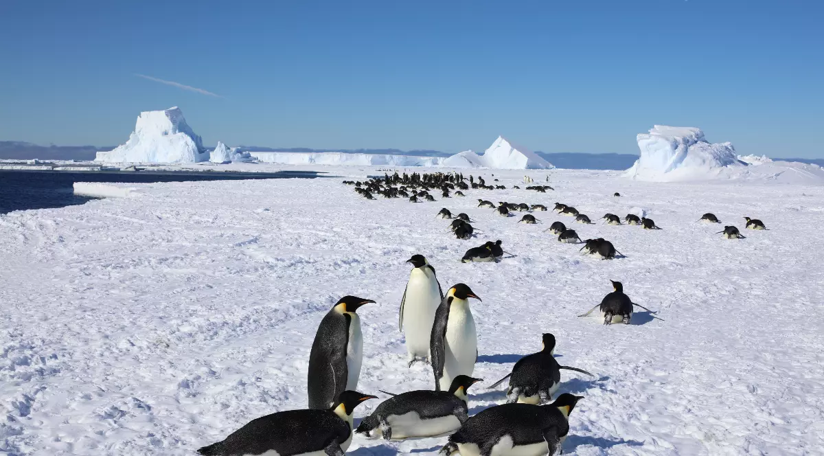 Imaginea surprinde un peisaj vast din Antarctica, acoperit de zăpadă și gheață, cu aisberguri impresionante pe fundal și cer senin. În prim-plan și în depărtare se observă o colonie numeroasă de pinguini imperiali, unii stând în picioare, iar alții deplasându-se sau odihnindu-se pe suprafața înghețată.